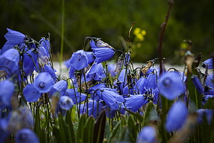 purple flowers, flowers, blue flowers