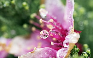 selective-focus photography of water droplet on pink flower