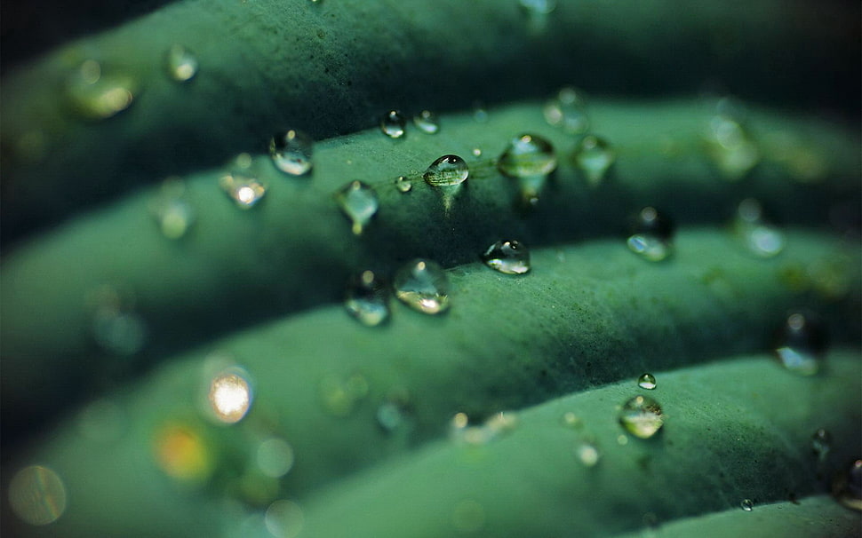 water dew, macro HD wallpaper