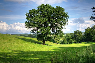 photograph of trees in grass field HD wallpaper
