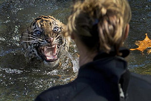 tiger on body of water in front of woman