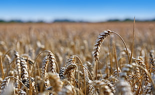 tilt shift photo of wheat field during daytime HD wallpaper