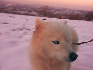 adult white Siberian husky, animals, dog