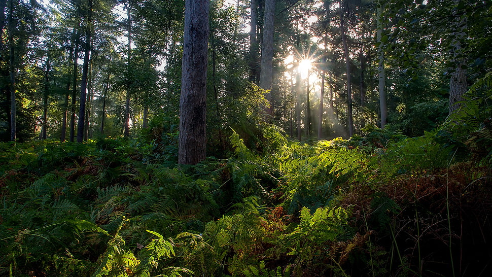 green and brown tree tree, forest HD wallpaper