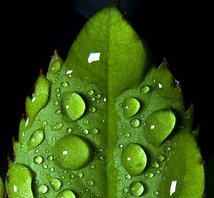 macro photography of dew drops on leaf