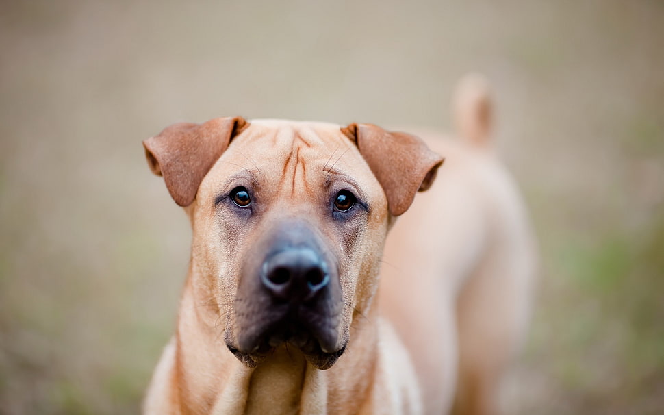 adult yellow Labrador Retriever HD wallpaper