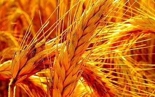 wheat grains, wheat, nature, crops, spikelets
