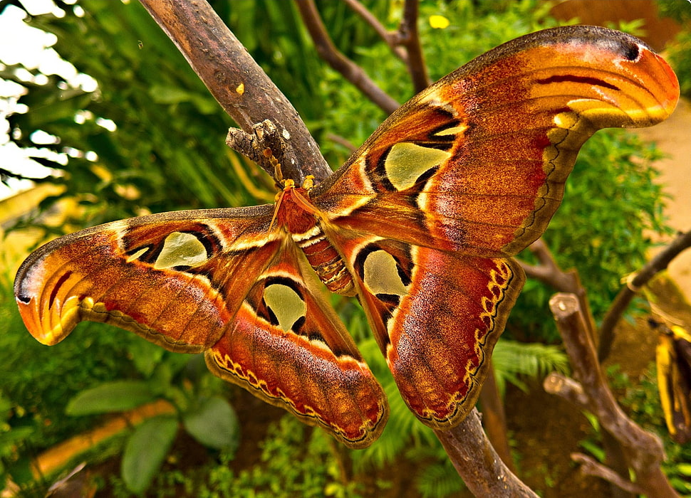 brown butterfly on branch HD wallpaper