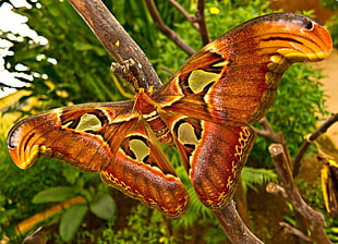 brown butterfly on branch HD wallpaper