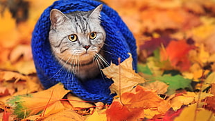 gray Tabby cat covered by bluet textile surrounded of brown maple leaves