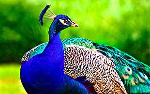 shallow focus photography of multicolored peacock