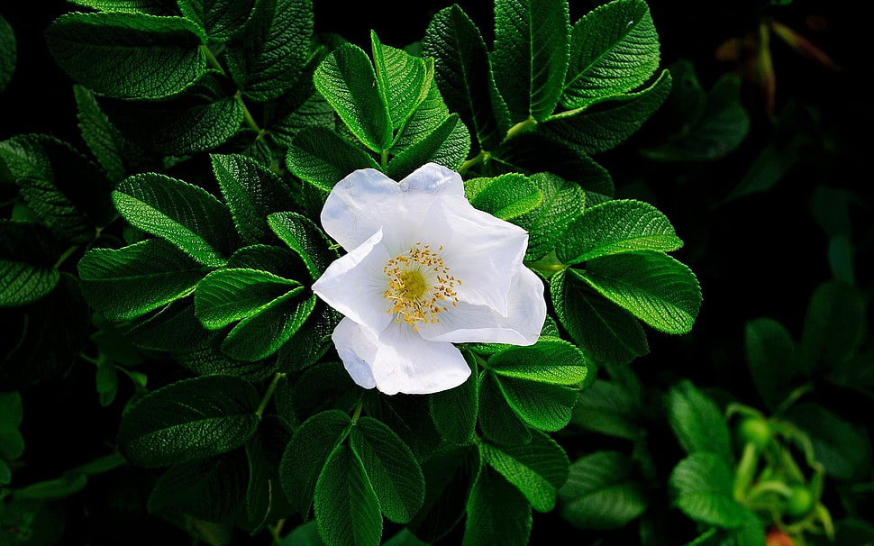 white petaled flower with green leaves HD wallpaper