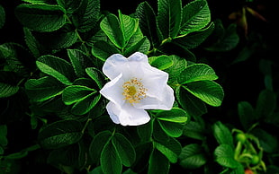 white petaled flower with green leaves