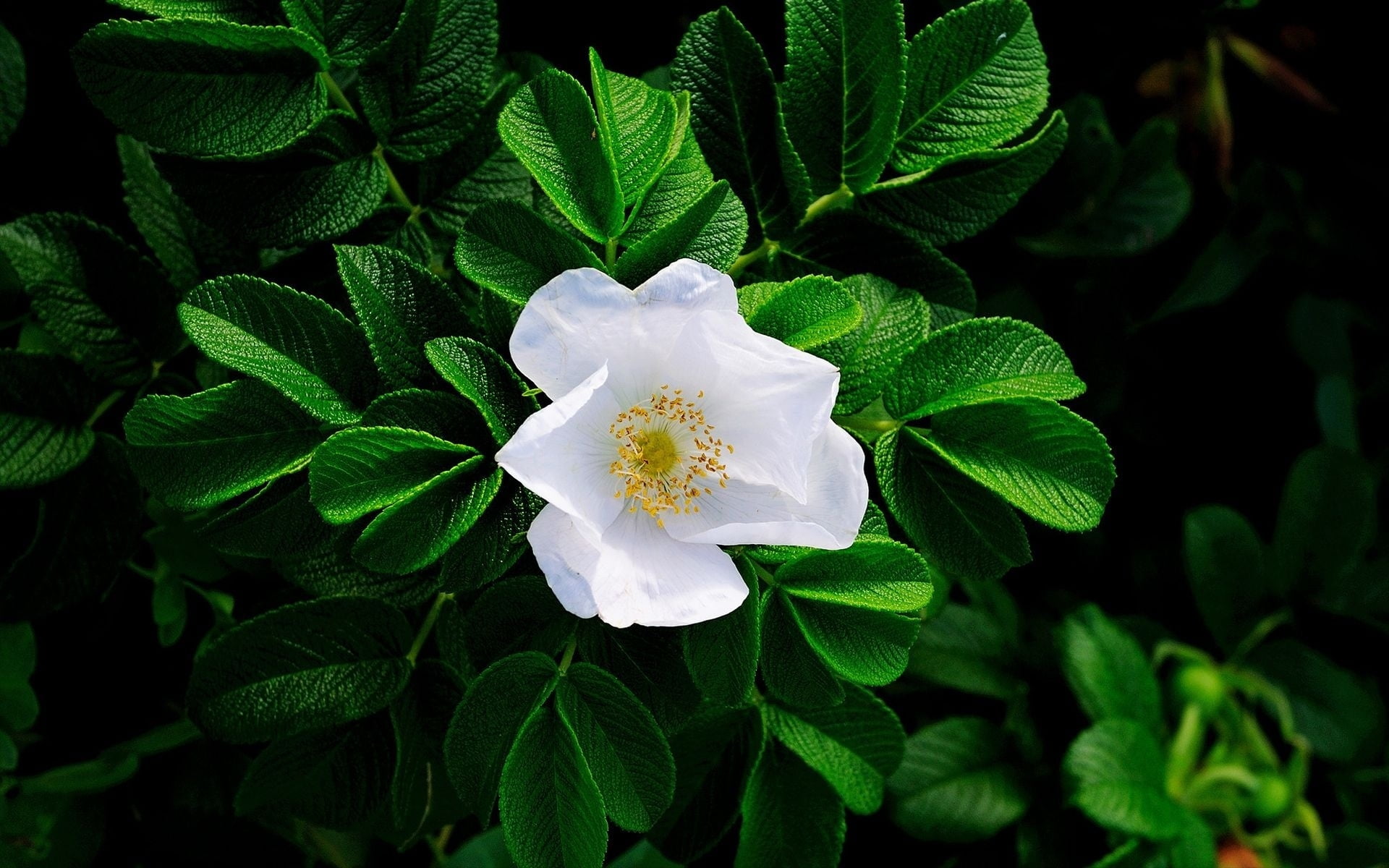 white petaled flower with green leaves