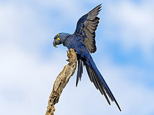 blue and grey parrot on a branch at daytime