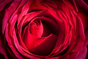 red Rose macro photo