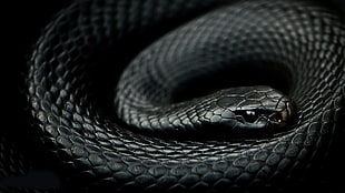 black mamba snake, reptiles, snake, mamba, animals HD wallpaper