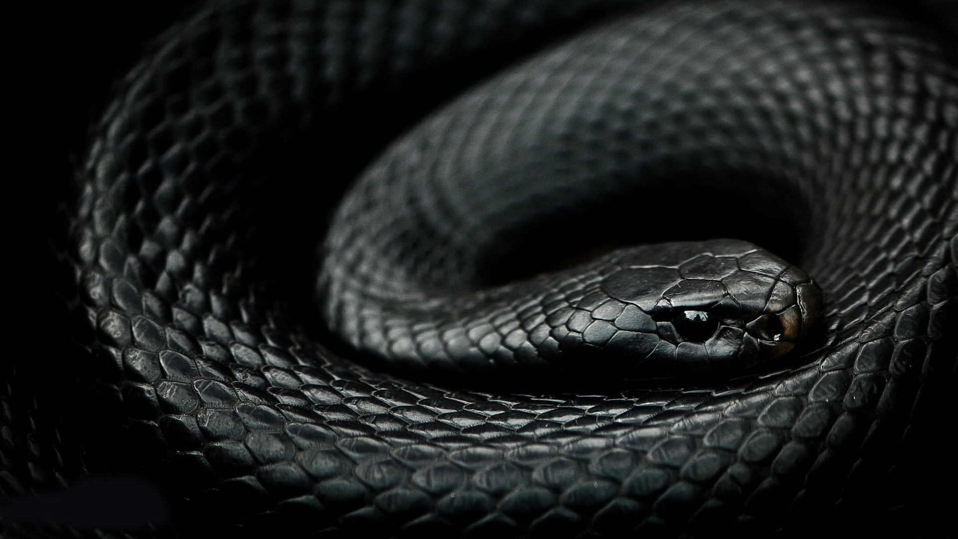 black snake hd