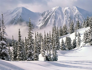 white snowfield near mountain alps, nature, mountains, winter, trees