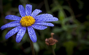 macro shot of purple and yellow flower, daisy