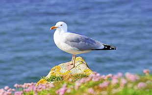 white seagull on rock near water during daytime HD wallpaper
