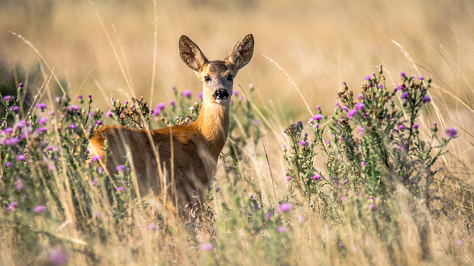 deer in grass field HD wallpaper