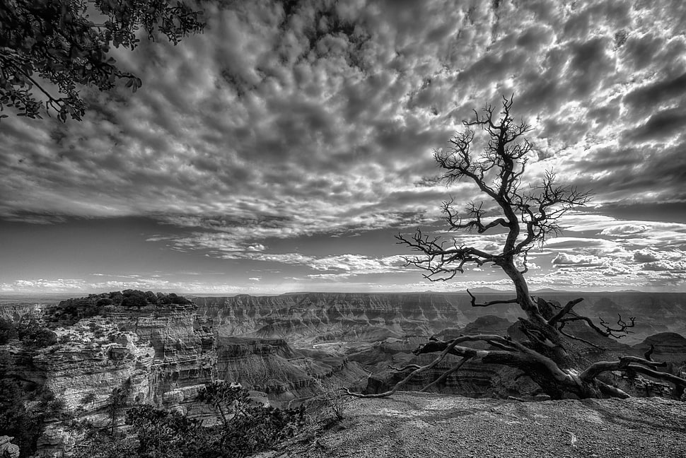 grayscale photographed of bare tree near grand canyon HD wallpaper