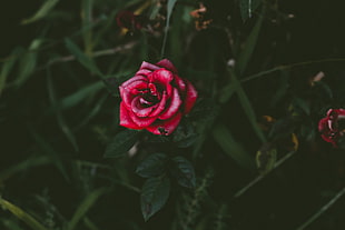 red rose flower, Rose, Bud, Bush