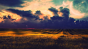 field of green grass and white sky, landscape, fantasy art, Photoshop, field