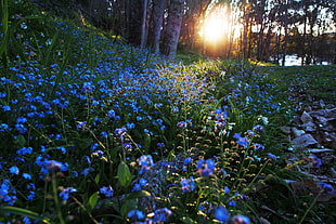 blue flowers and green leaves, nature, sunlight, flowers, blue flowers