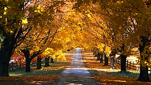 yellow trees, leaves, fall, trees