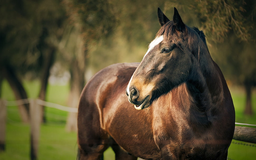 Horse,  Corral,  Face,  Head HD wallpaper