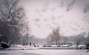 flock of birds flying over snowy weather near the body of water