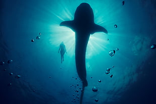 silhouette of shark, Underwater, Whale, Model HD wallpaper