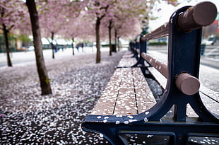 tilt-shift photography of bench with view of cherry blossoms HD wallpaper