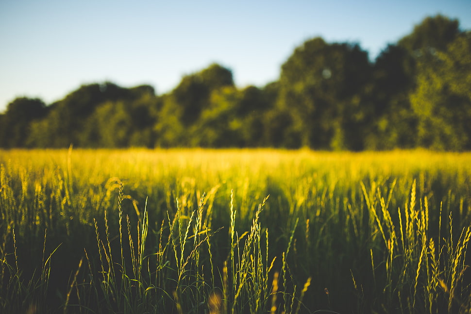 green grass field, nature, field, grass, trees HD wallpaper