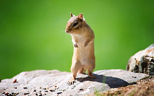 brown squirrel photo during daytime