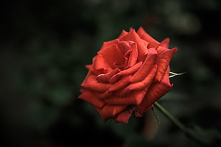 flower, rose HD wallpaper