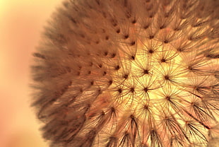 close-up photography of Dandelion HD wallpaper