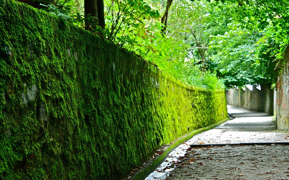 pathway between green leaf wall HD wallpaper