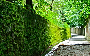 pathway between green leaf wall