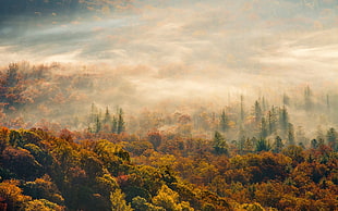 forest photography, nature, trees, forest, mist