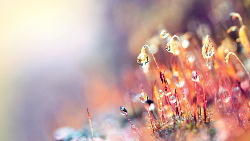 red and brown grass, plants, moss, macro HD wallpaper
