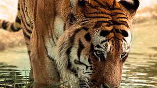 Bengal Tiger on body of water