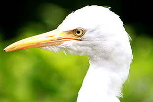 macro photography of white long-beak bird