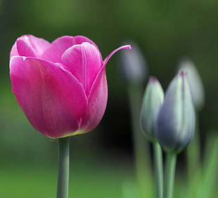close up photo of pink Tulip flower HD wallpaper