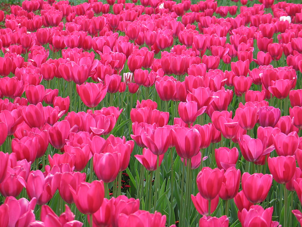 bed of pink tulip flowers HD wallpaper