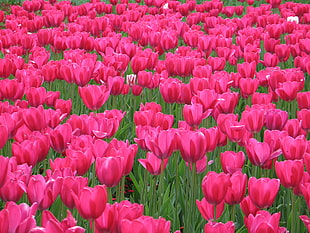bed of pink tulip flowers