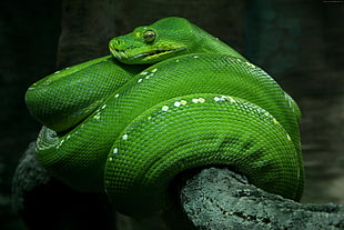 close-up photo of green boa