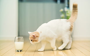 white and brown cat nears glass of milk